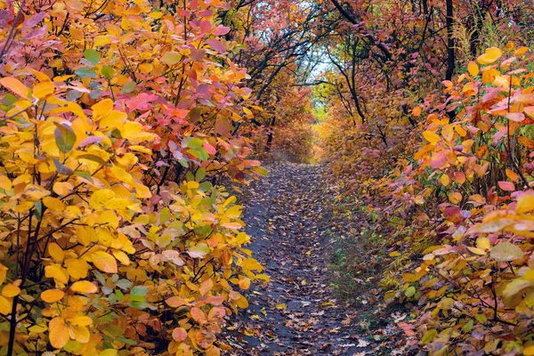 Polna Droga Lesie Jesienią Prowadzące Przez Tunel Wielobarwnych Liści Wspaniały — Zdjęcie stockowe