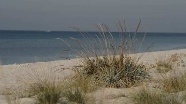 Wind Schüttelt Das Gras Sandstrand Einem Sonnigen Tag — Stockvideo