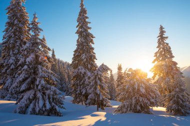 Sihirli gündoğumu kış dağlarda kar yağışı sonra-büyük çam ağaçlarıyla kaplı mavi gökyüzü arka plan üzerinde yükselen güneş ışınlarının karda ile. Geniş açı, arkadan aydınlatmalı.
