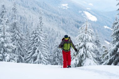 Maceracı mücadeleler kar ayakkabıları kocaman çam ağaçları arasında derin karda kış sabahı karla kaplı. Epik kış seyahat dağlarda.