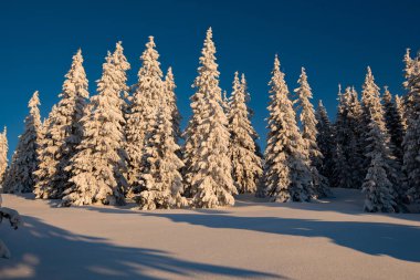 Sihirli gündoğumu kış dağlarda kar yağışı sonra-büyük çam ağaçlarıyla kaplı mavi gökyüzü arka plan üzerinde yükselen güneş ışınlarının karda ile. Geniş açı.