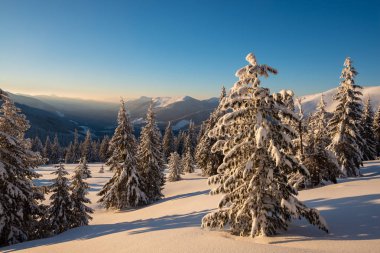 Sihirli gündoğumu kocaman çam ağaçları kış dağlara kar yağışı sonra-örtülü kar mavi gökyüzü, kış masal arka plan üzerinde ile. Geniş açı.