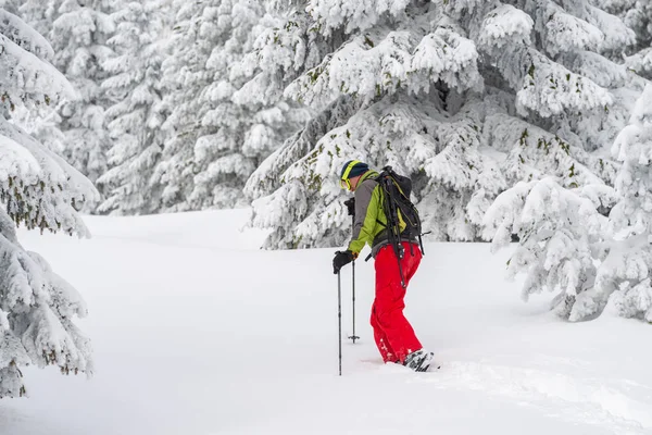 Adventurer struggles through the deep snow in snowshoes among huge pine trees covered with snow on the winter morning. Epic winter travel in the mountains. Back view.