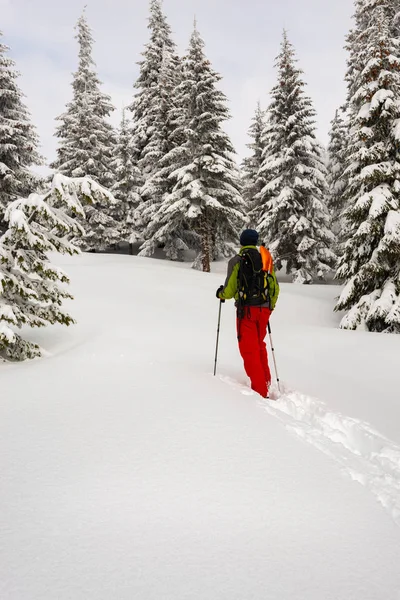 Avventuriero Sta Camminando Con Ciaspole Tra Enormi Pini Ricoperti Neve — Foto Stock