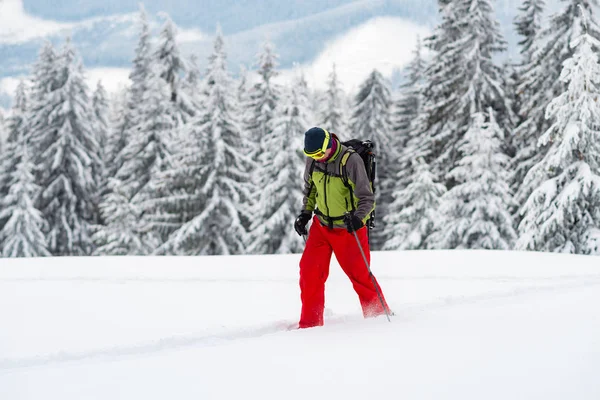Maceracı Mücadeleler Kar Ayakkabıları Kocaman Çam Ağaçları Arasında Derin Karda — Stok fotoğraf