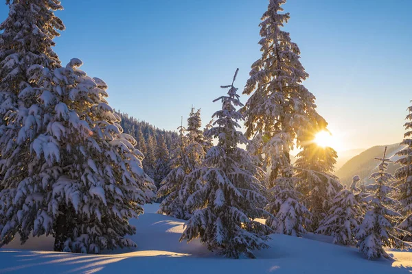 Волшебный Восход Солнца Зимних Горах После Снегопада Огромные Сосны Покрытые — стоковое фото