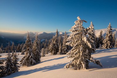 Sihirli gündoğumu kocaman çam ağaçları kış dağlara kar yağışı sonra-örtülü kar mavi gökyüzü, kış masal arka plan üzerinde ile. Geniş açı.