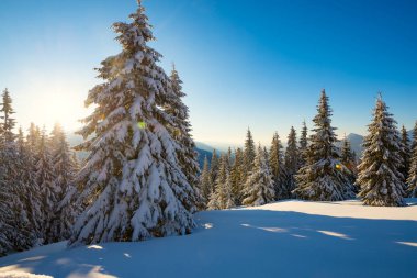 Sihirli gündoğumu kocaman çam ağaçları kış dağlara kar yağışı sonra-örtülü kar mavi gökyüzü, kış masal arka plan üzerinde ile. Geniş açı, arkadan.