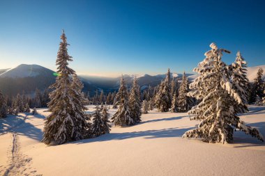 Sihirli gündoğumu kocaman çam ağaçları kış dağlara kar yağışı sonra-örtülü kar üzerinde yükselen güneş ışınları mavi gökyüzünde arka plan ile. Geniş açı.