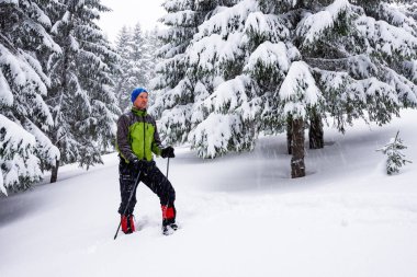 Gezgin kar yağışı sırasında kar ile kaplı büyük çam ağaçları arasında snowshoeing gider. Epik kış macera dağlarda.