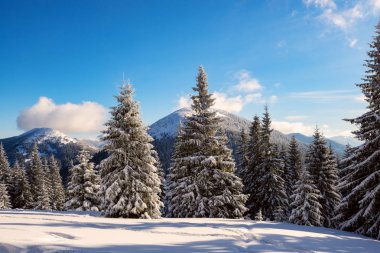 Sihirli görünümü büyük çam ağaçları kış dağlara kar yağışı sonra-örtülü kar mavi gökyüzü, kış masal arka plan üzerinde ile.