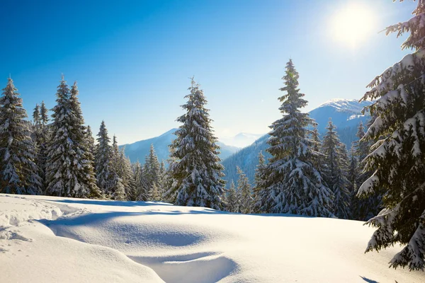 Magic sunrise in the winter mountains after snowfall - a huge pine trees covered with snow on the background of blue sky, winter fairy tale. Wide angle, backlight.