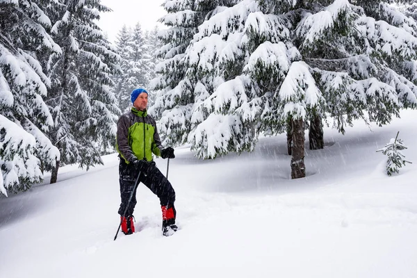 Viajero Raquetas Nieve Entre Enormes Pinos Cubiertos Nieve Durante Las —  Fotos de Stock