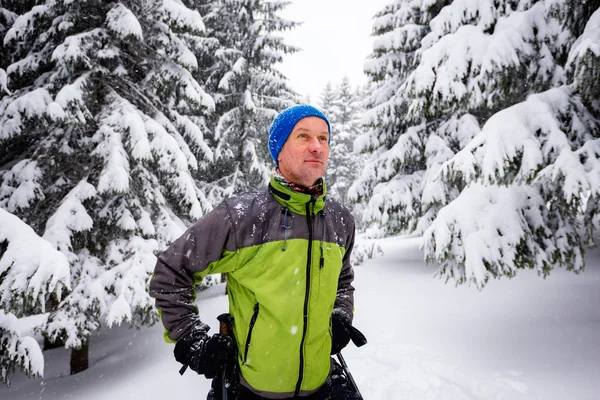 Gezgin Kar Yağışı Sırasında Kar Ile Kaplı Büyük Çam Ağaçları — Stok fotoğraf