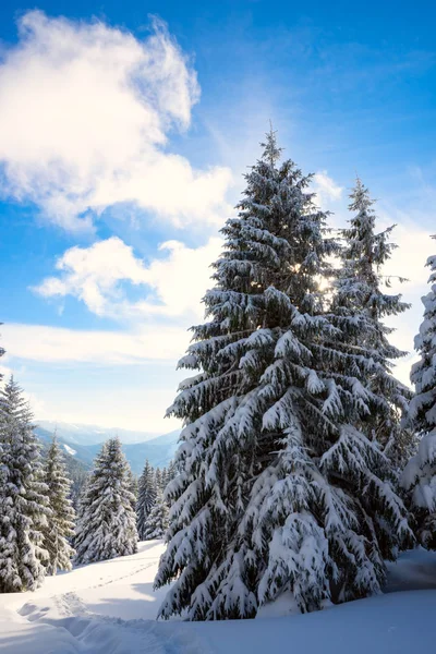 Волшебный Вид Зимние Горы После Снегопада Огромные Сосны Покрытые Снегом — стоковое фото