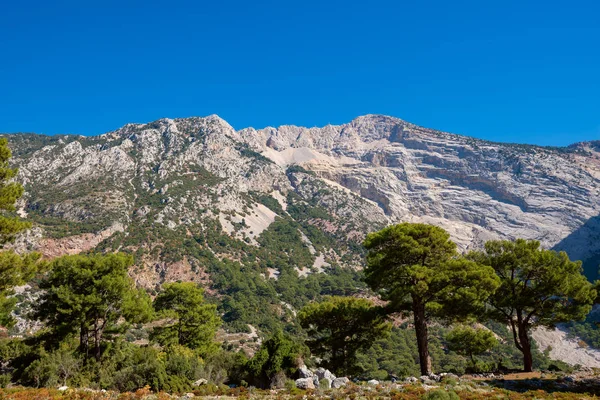 Mur Rocheux Léger Contre Ciel Bleu Entouré Pins Luxuriants Massif — Photo