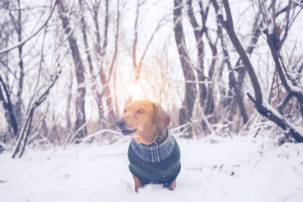 Portret Van Een Hondje Gekleed Een Jas Bossen Van Winter — Stockfoto