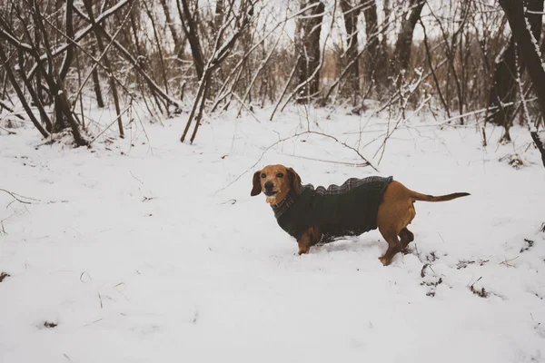 Portret Van Een Hondje Gekleed Een Jas Bossen Van Winter — Stockfoto