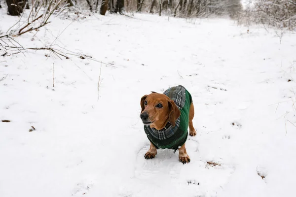Портрет Маленькой Собачки Одетой Пальто Зимнем Лесу Тонированное Изображение — стоковое фото