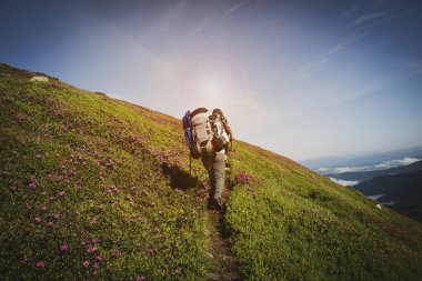 Gezgin, pembe çiçekli orman gülleri arasında dağ izinde olacak kadın. Epik seyahat dağlarda. Geri görünüm, geniş açı, vintage görüntü.
