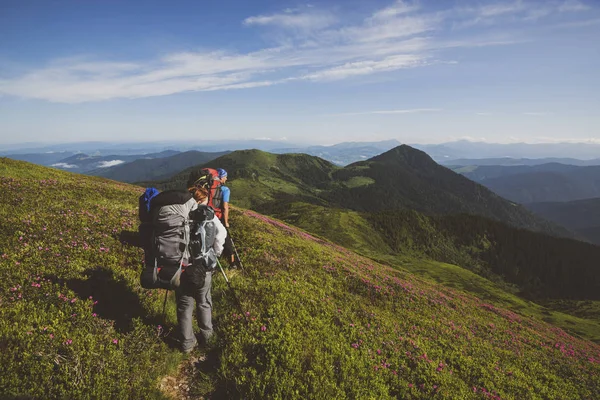 Travelers, friends going up on the mountain trail among flowering pink rhododendrons. Epic travel in the mountains. Back view, wide angle, vintage image. Cosmic atmosphere.