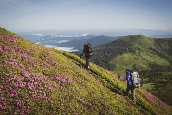 Travelers, friends going up on the mountain trail among flowering pink rhododendrons. Epic travel in the mountains. Back view, wide angle, vintage image. Cosmic atmosphere.