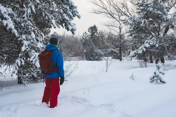 Gelukkig Man Reiziger Wandelen Het Woud Van Winter Tijdens Sneeuwval Rechtenvrije Stockfoto's