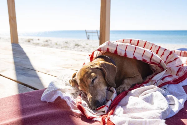 Lustiger Kleiner Hund Schläft Unter Einer Decke Auf Der Bungalow — Stockfoto