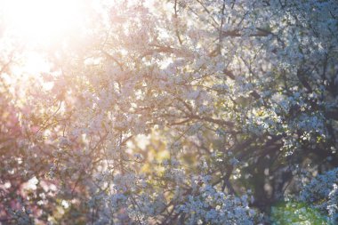 Taze çiçek yabani kiraz, sakura üzerinde arka plan bulanık - sihirli bahar. Arka ışık.