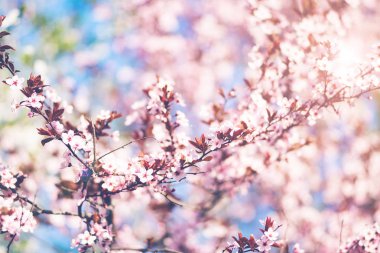 Taze çiçek yabani kiraz, sakura bir pembe arka plan bulanık üzerinde-sihirli bahar.