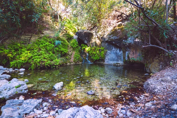 Kleine Berg Rivier Loopt Langs Stenen Bedekt Met Groene Bladeren — Stockfoto