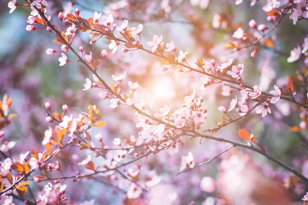 Fresh blooming wild cherry, sakura on a pink blurred background - magical spring.
