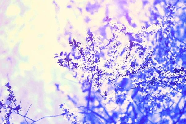 Frisch Blühende Wildkirsche Sakura Auf Blauem Verschwommenem Hintergrund Magischer Frühling — Stockfoto