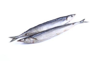 Barracuda balık (izole) beyaz bir arka plan üzerinde. Yakın çekim
