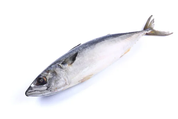 Makrill Fisk Vit Bakgrund Isolerad Närbild — Stockfoto