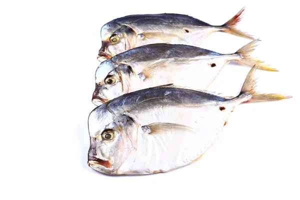 Três Peixes Vomero Sobre Fundo Branco Isolado Fechar — Fotografia de Stock