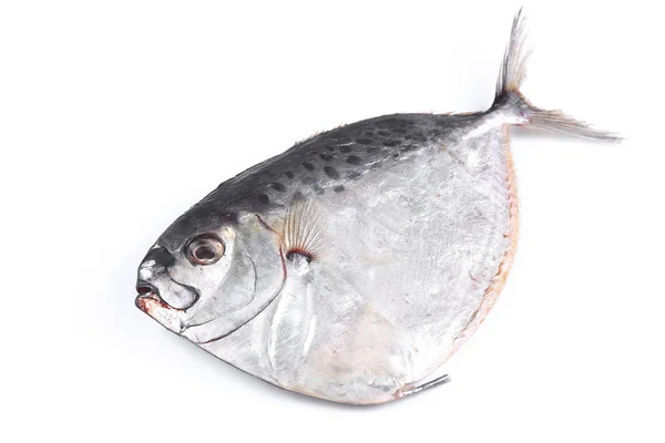 Peces Maculata Sobre Fondo Blanco Aislado Cerca — Foto de Stock