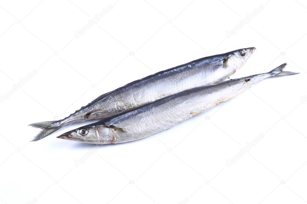 Barracuda fish  on a white background (isolated). Close up