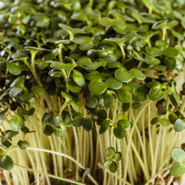 Ekolojik olarak temiz yiyecekler. Beyaz arkaplanda mikroyeşil (kapat)