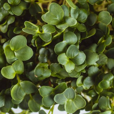 Ekolojik olarak temiz yiyecekler. Beyaz arkaplanda mikroyeşil (kapat)