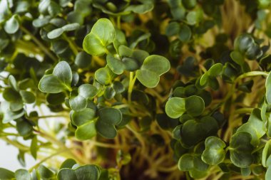 Ekolojik olarak temiz yiyecekler. Beyaz arkaplanda mikroyeşil (kapat)