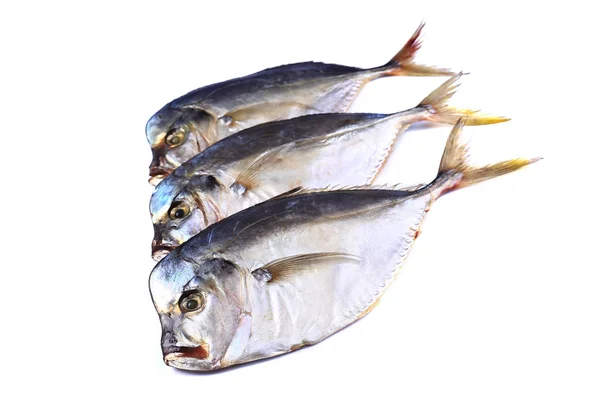 Три рыбы Вомеро на белом фоне (изолированно). Закрыть — стоковое фото