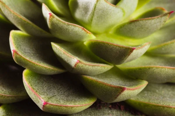 Feuilles succulentes Echeveria — Photo