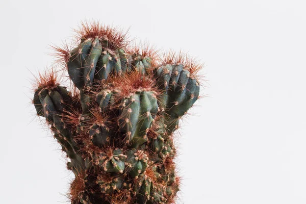 Cactus figuré avec aiguilles sur fond blanc — Photo