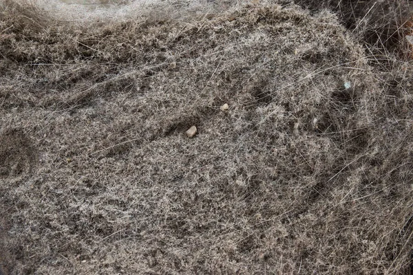 Basura Polvo Recipiente Del Limpiador Plástico Sobre Fondo Blanco — Foto de Stock