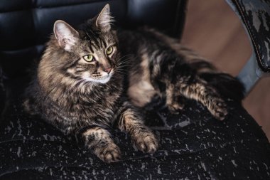 Kedi eski, pejmürde, siyah ofis sandalyesini tırmaladı..