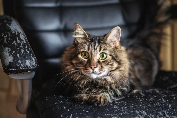 Kot Szarpał Swoje Stare Brudne Czarne Krzesło Biurowe — Zdjęcie stockowe