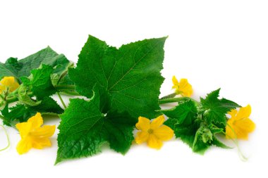 Salatalık çiçekli Beyaz zemin üzerine yeşil filiz.