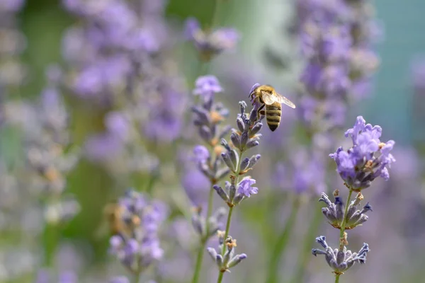 The bee pollinates the lavender flowers. Plant decay with insects. — Stock Photo, Image