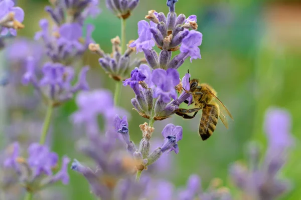 The bee pollinates the lavender flowers. Plant decay with insects. — Stock Photo, Image